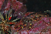 Percnon gibbesi Crabe plat des oursins-Cap vert Pierre de Luis-13m-20150410-Denis-ADER-DSC_0162_tn